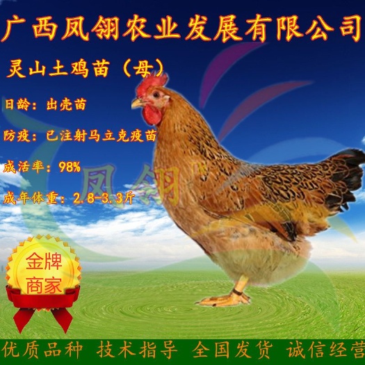 南宁 灵山土鸡苗