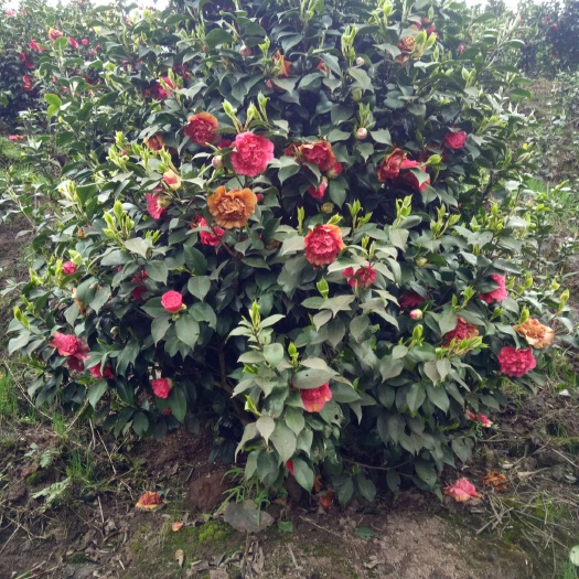 高县七芯茶花 140cm以上 