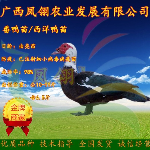 南宁 /西洋鸭苗