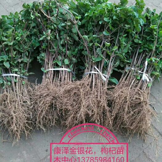 巨鹿县四季金银花苗 30~40公分 
