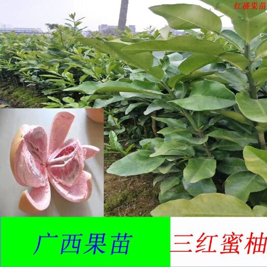 灵山县沙田柚苗