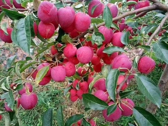 朝阳县鸡心果苗 