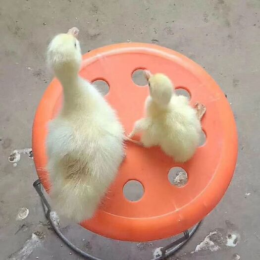 嘉祥县大三花鹅苗 