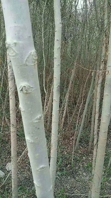 玉门市速生柳 保证质量，价格合理