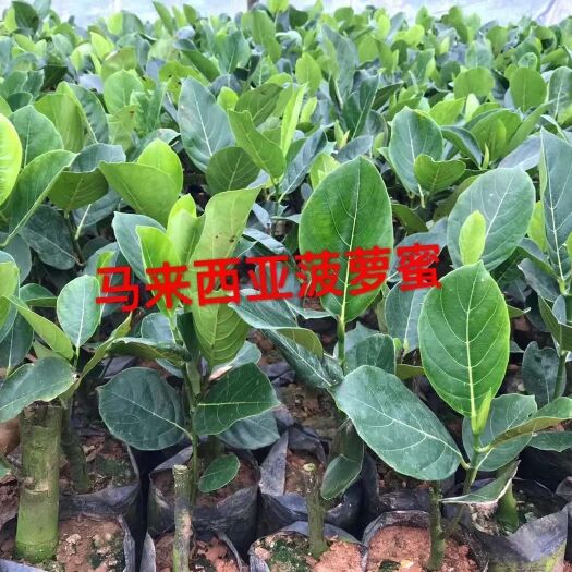 灵山县马来西亚一号菠萝蜜苗 