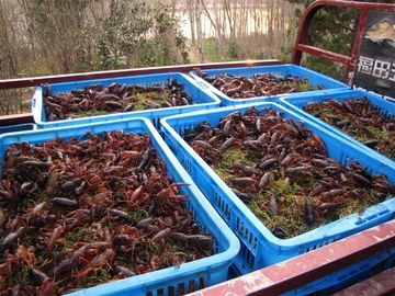 沛县微山湖小龙虾 6-8钱 人工养殖 