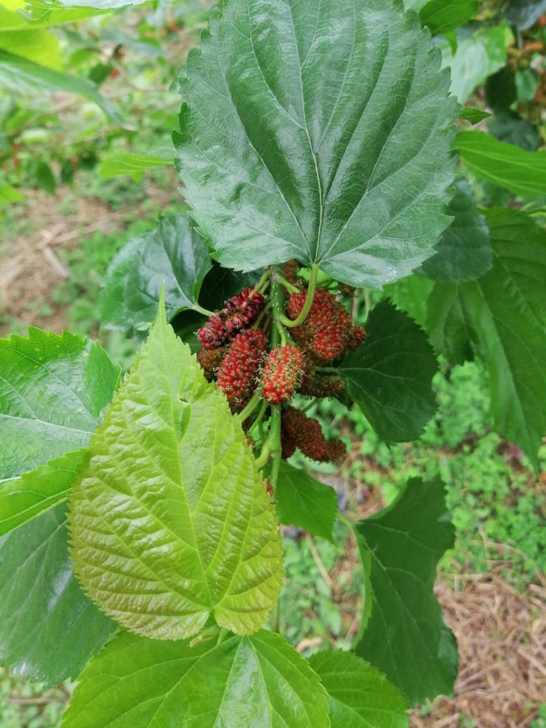 紅果2號(hào)桑樹苗 