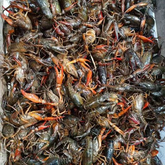 沙洋县 小龙虾肉质饱满！夹板干净！