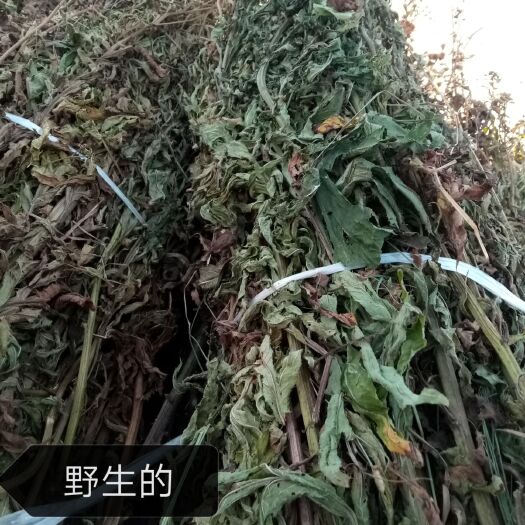 海伦市返魂草种苗 麻叶反魂草，圆叶反魂草大量预售