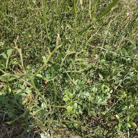 新野县种植枳壳苗 