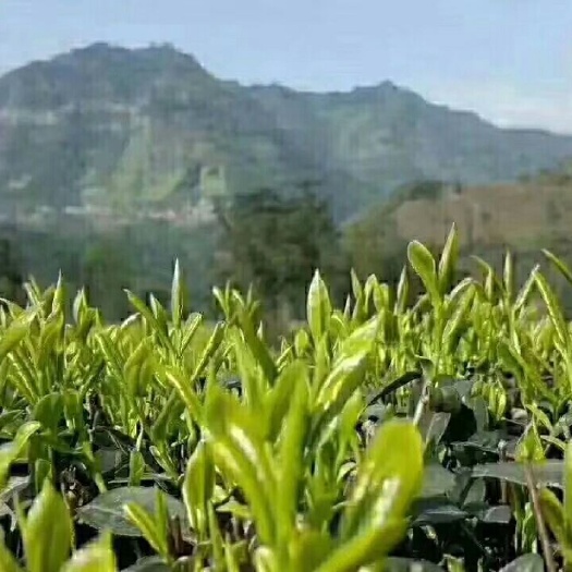 固始县信阳毛尖 特级 礼盒装