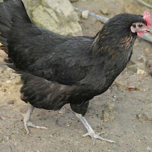 绵阳土鸡苗 