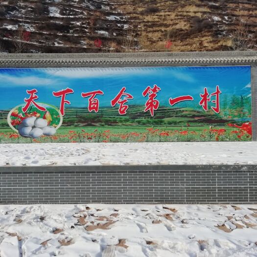 兰州百合种子  兰州鲜百合育种基地