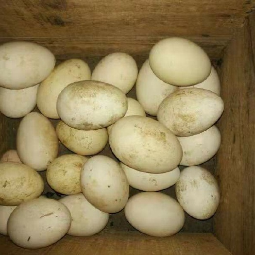 蕲春县灰鹅蛋 食用 箱装