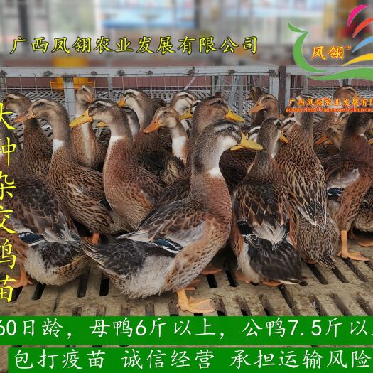 南宁大种杂交鸭苗  大种麻鸭苗