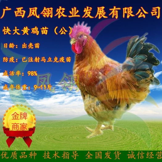 南宁快大黄鸡苗 公