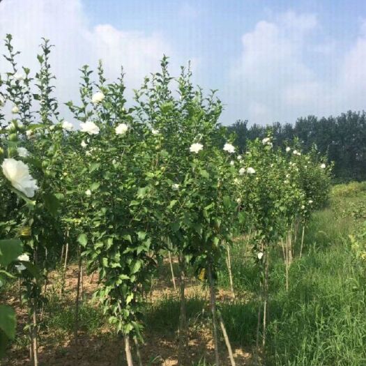 平邑县白花重瓣木槿 