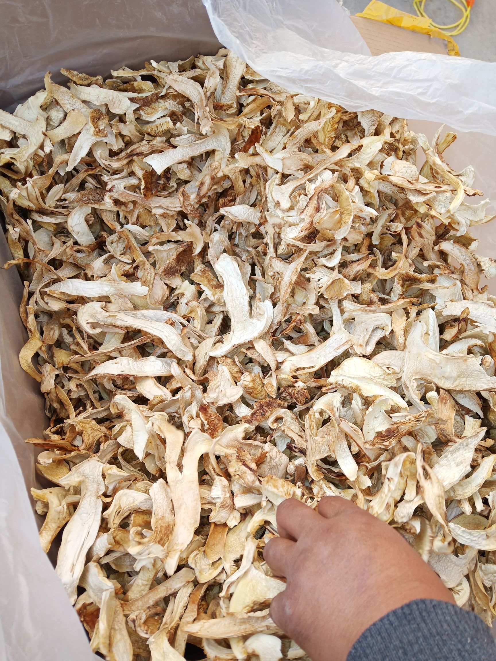 松茸 9cm-12cm 半开伞 干货  