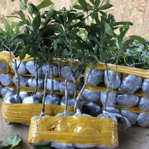灵山县东魁杨梅树苗 