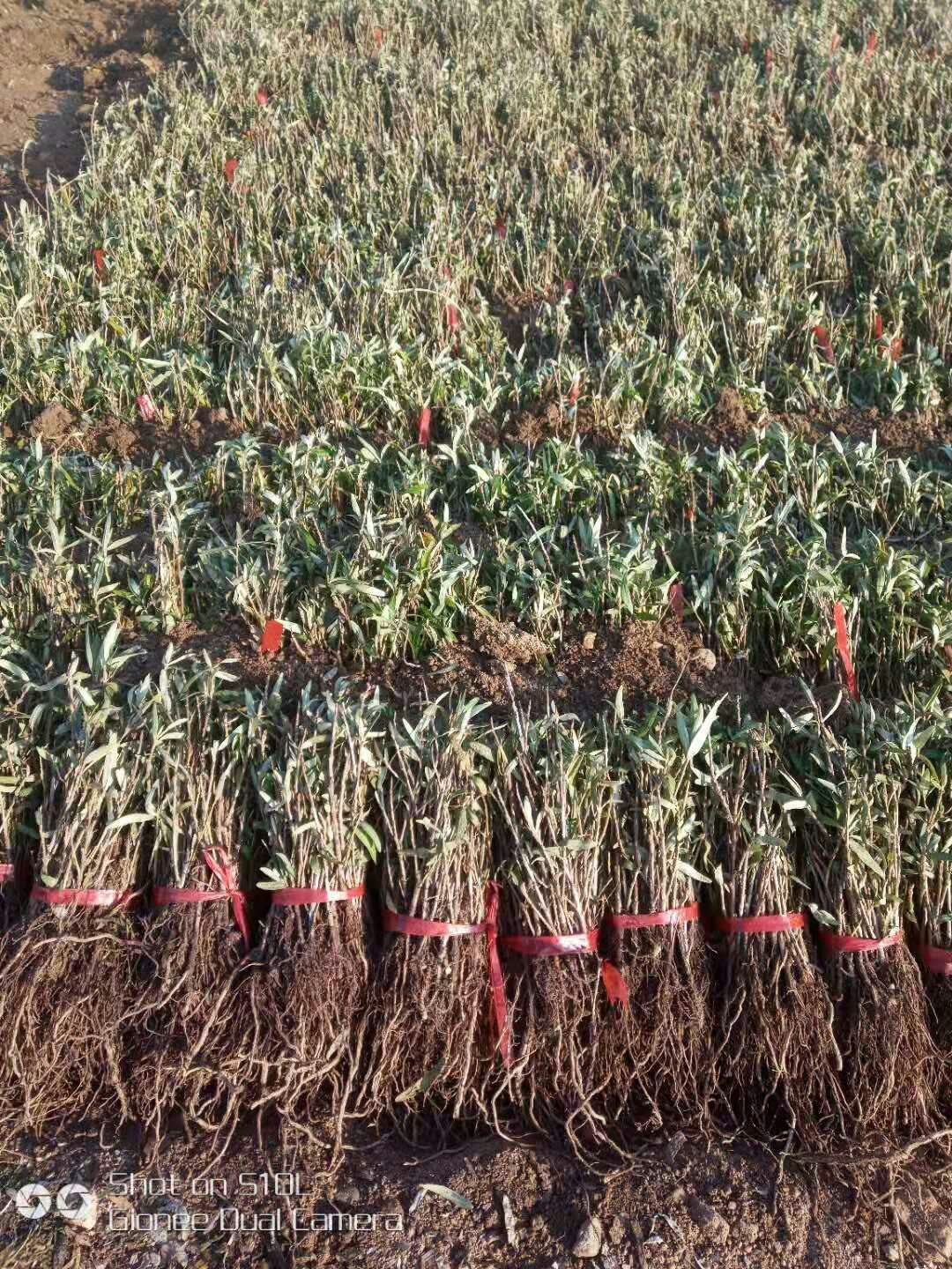 沙棘苗 （高产大果型）二年苗