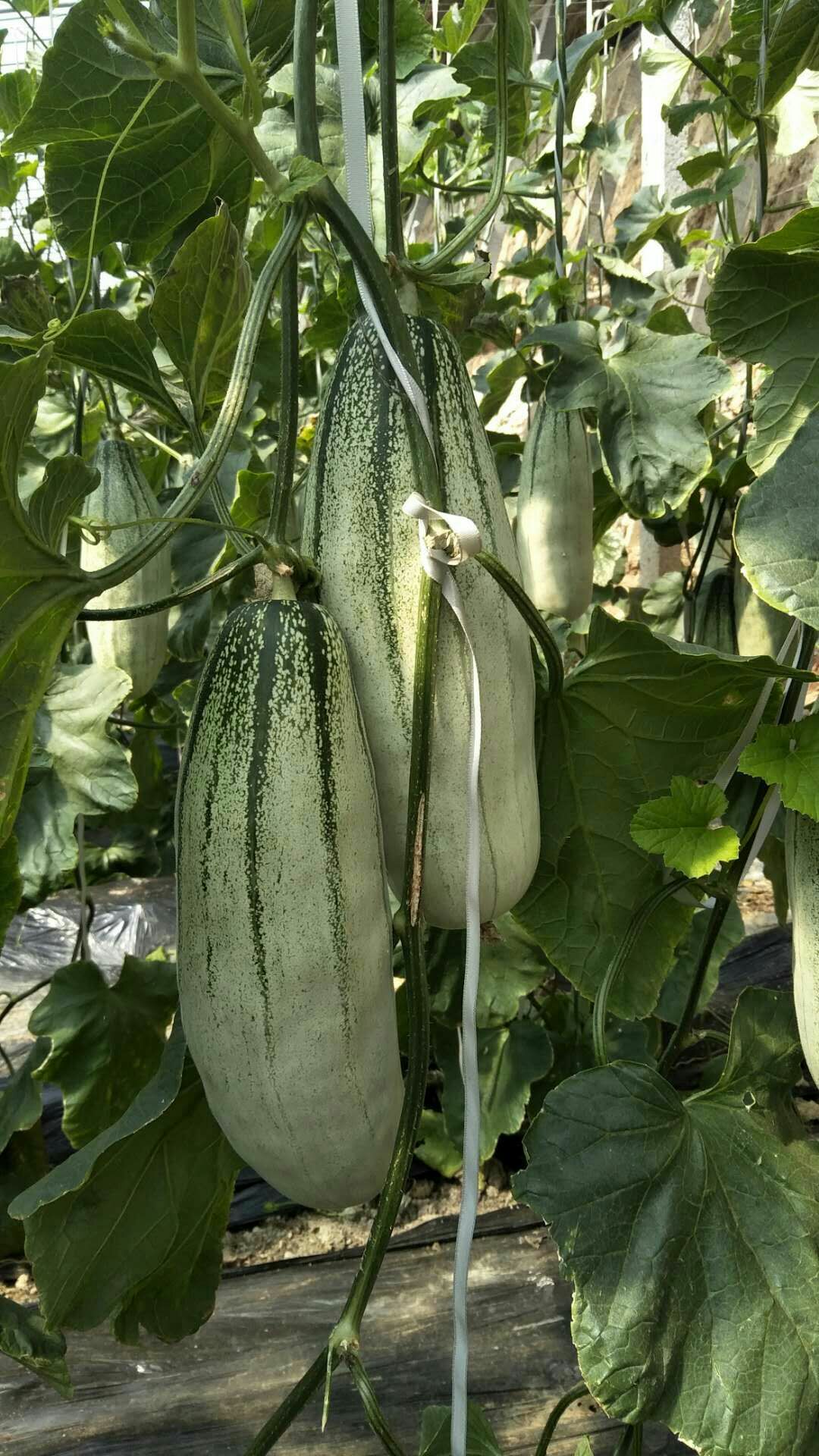 羊角蜜甜瓜 1斤以上