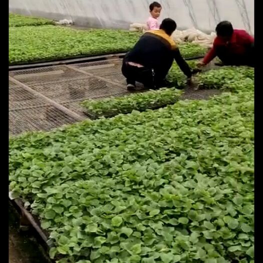 寿光市绿宝甜瓜苗 博洋系列 西州蜜系列 羊角蜜等