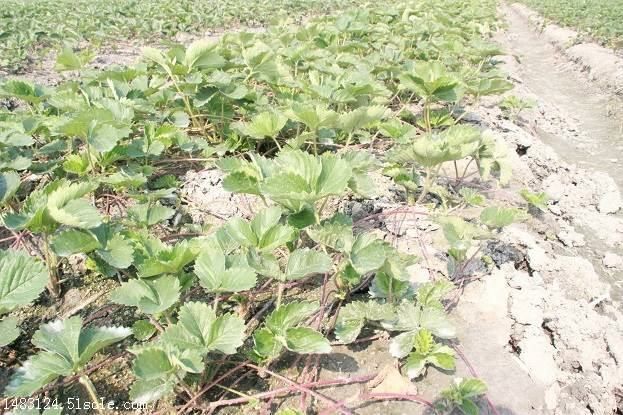 顺平县红颜草莓苗 10公分以下 地栽苗 