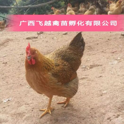 南宁桂香土鸡苗
