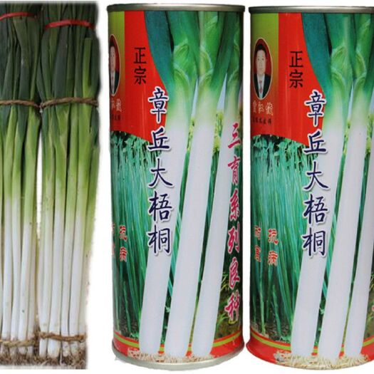 菏泽长白大葱种子 ≥85% 常规种