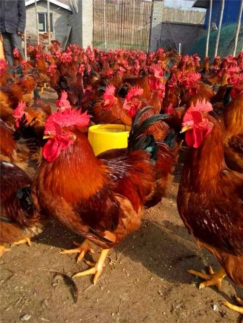 绵阳肉鸡苗 统货