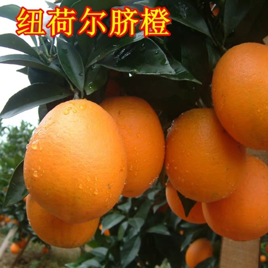 枝江市纽荷尔脐橙苗 0.5~1米 嫁接苗