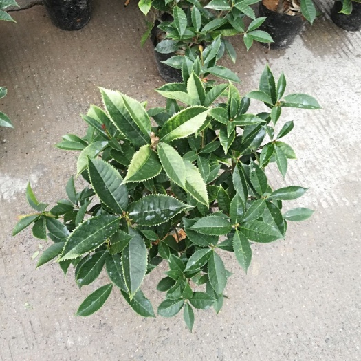 漳平市珍珠彩叶桂 