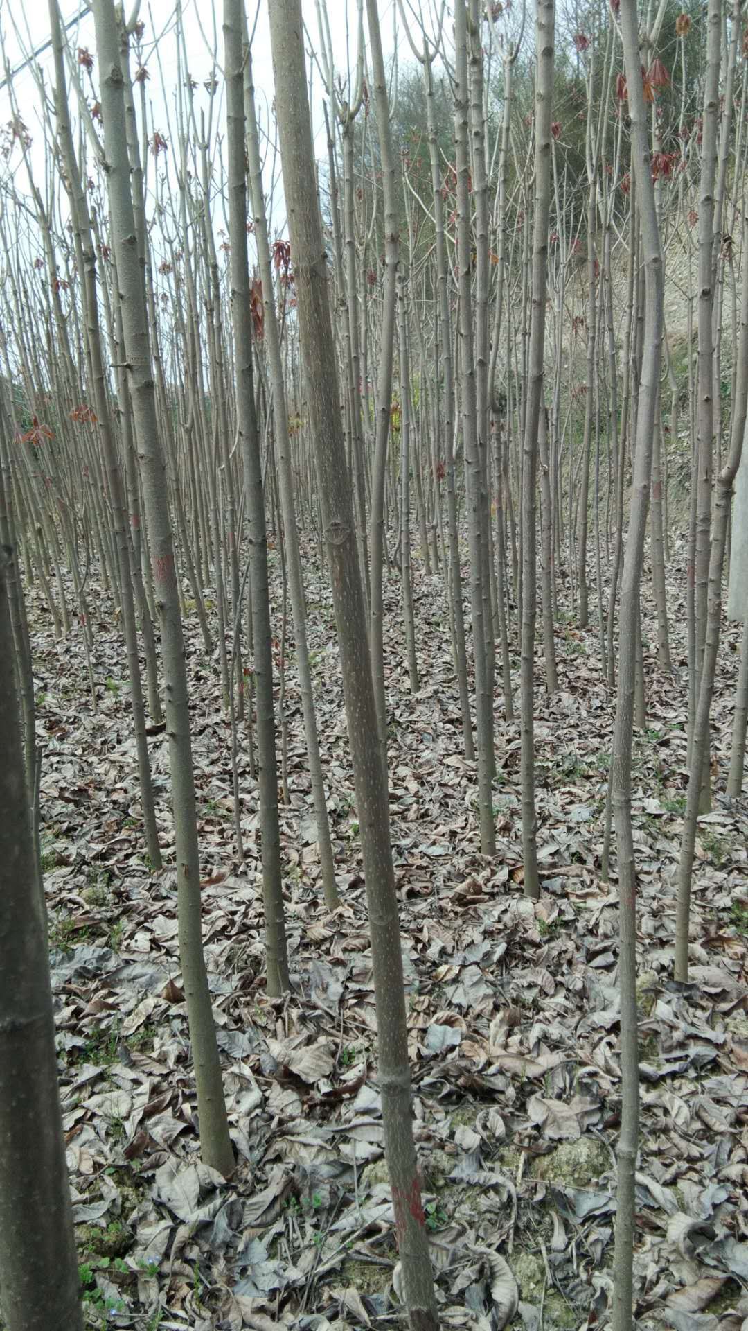 七叶树 