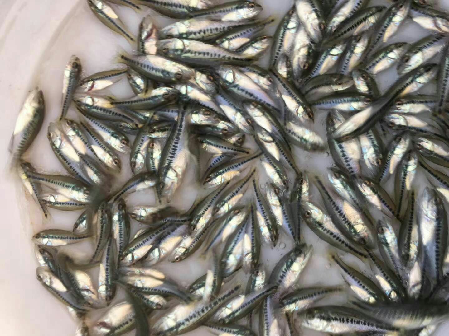 加州鲈鱼 人工养殖 0.5公斤以下 
