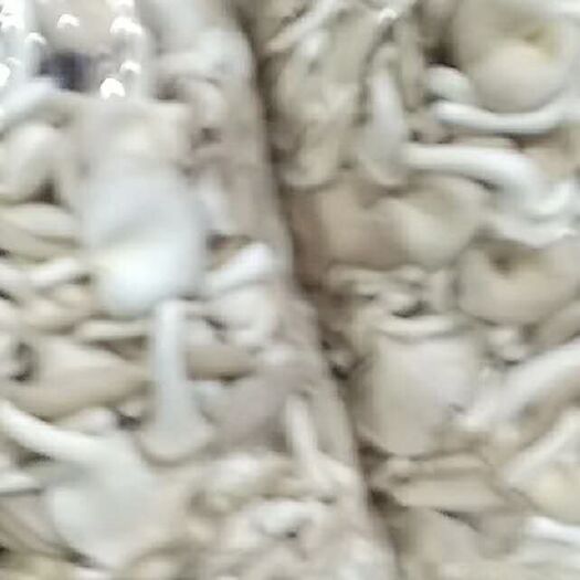 上海姬菇 人工种植 鲜货 