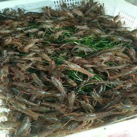 泗阳县龙虾苗 