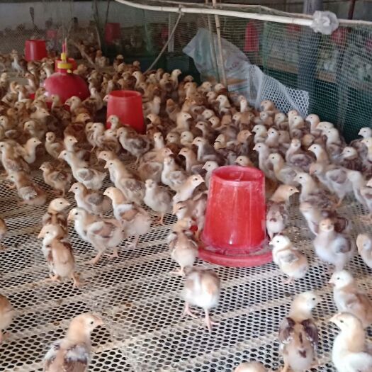 土左旗土鸡苗 本场常年经销红羽380，良凤花，芦花鸡等各种肉蛋兼用型