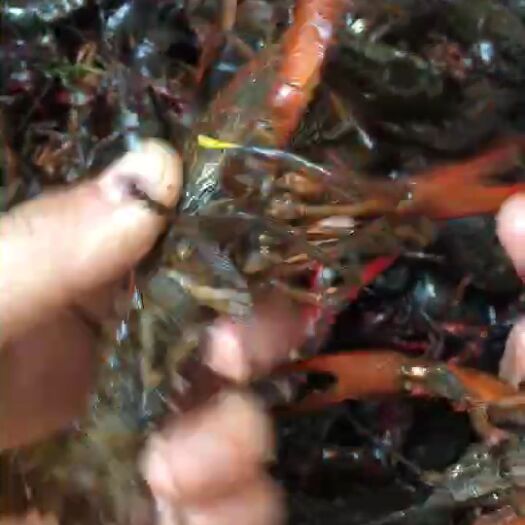 沙洋县清水小龙虾 4-6钱 人工养殖 