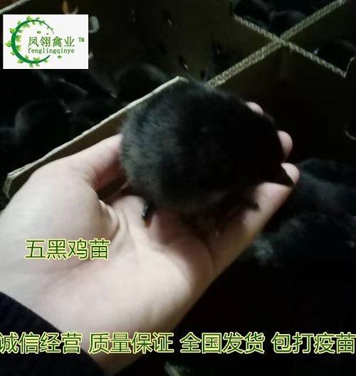 东兴市绿壳蛋鸡苗 