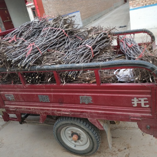 绛县运城绛县新鲜枣树苗 优质冬枣种苗可发货 高品质果园优选苗木
