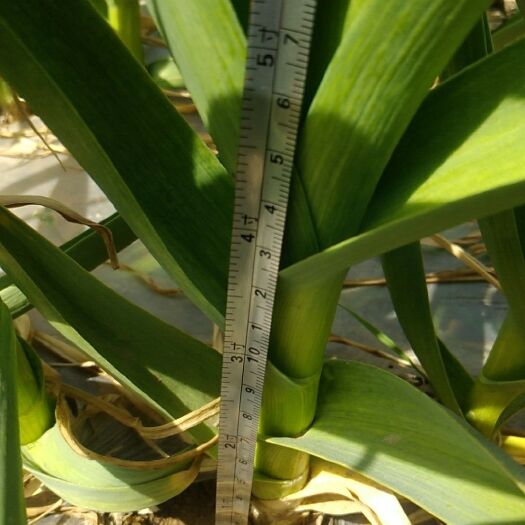 鄄城县红根蒜苗 40 - 45cm 