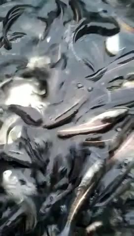 南宁大口鲶鱼苗