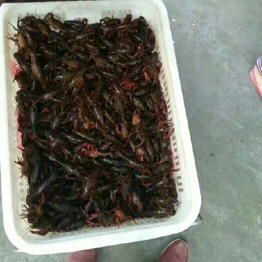 沅江市青红虾 5-7钱 人工养殖 