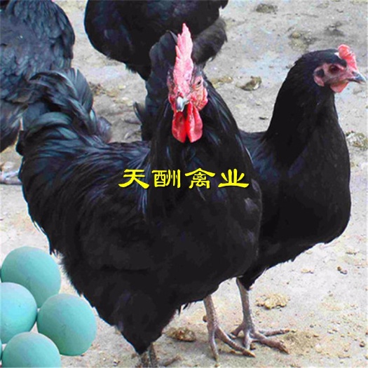 衡阳蛋鸡苗 黑羽红冠白肉绿壳蛋鸡苗