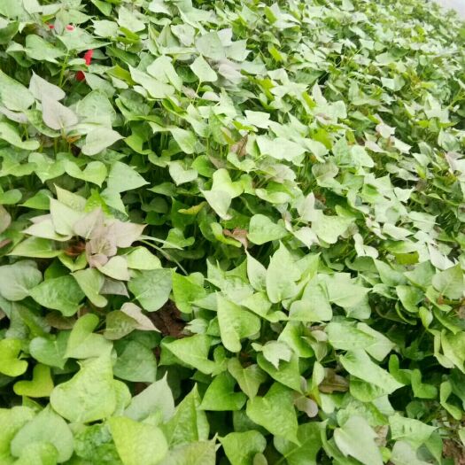 尉氏县商薯19红薯苗 预定2025年脱毒红薯苗开封红薯苗