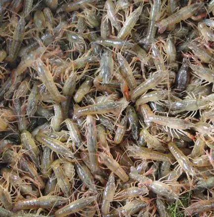 兴国县清水小龙虾 2钱以下 塘虾 