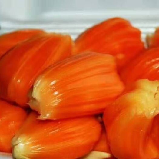 灵山县红肉菠萝蜜苗 泰国12号红肉菠萝蜜，保证正品嫁接苗，数量，保湿发货