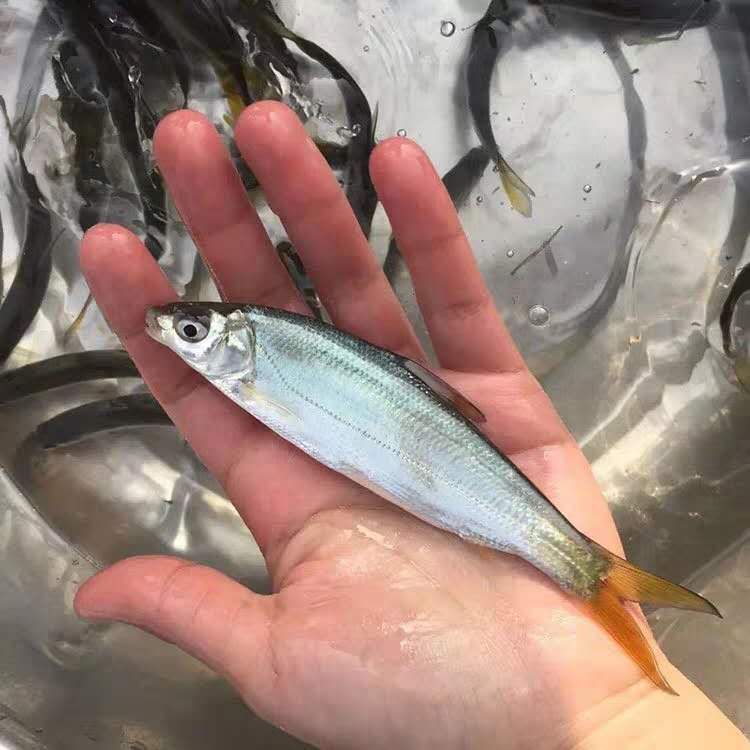 湖州黄尾鲴鱼苗 