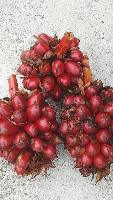 草果 