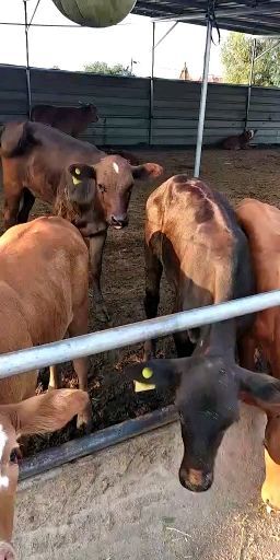定襄县 牛犊